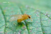 Sapromyza sexpunctata (2)